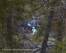 Through The Trees (OakCreek-21)