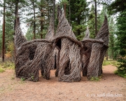 Tree Circus (BlackfootPathways-)