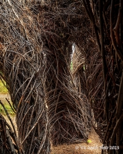 Inside (BlackfootPathways-)