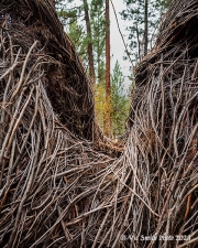 Through (BlackfootPathways-)