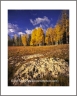 Aspens (GrandCanyon-36)
