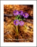 Royalty (GrandCanyon-36)