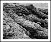 Cottonwood Roots (CanyonDeChelly-23)