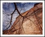 Under The Cottonwood (CanyonDeChelly-23)