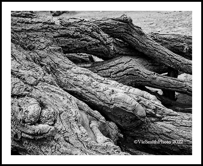 Cottonwood Roots (CanyonDeChelly-23)