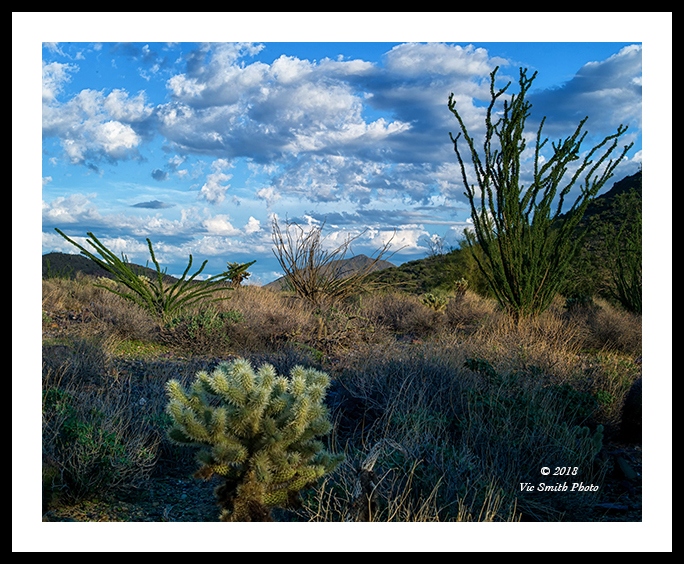 Ocotillo&Cactus (Arizona-18)