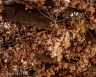 The Brush Shelter (CanyonDeChelly-23)