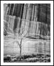 Ghost Tree (CanyonDeChelly-23)