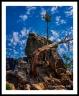 Tree Top(Bitterroot-40)