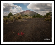 Lone Flower(SunsetCrater-)