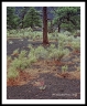 Penstemon & Pine(SunsetCrater-)