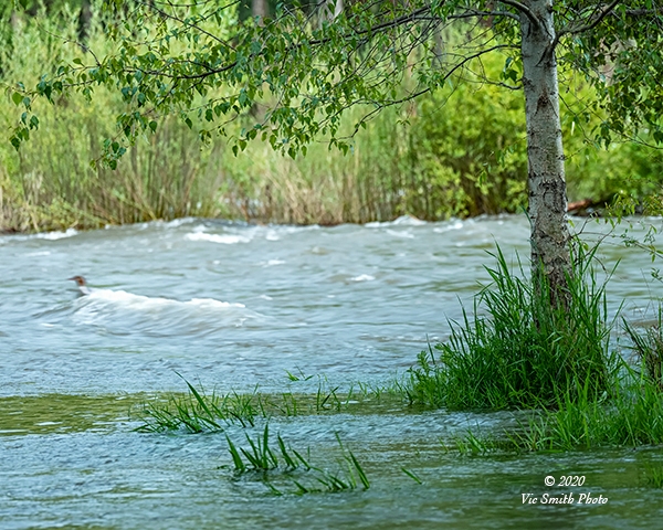 Duck In The Soup (Montana-30