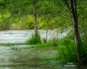 Gator Chasing (Montana-30