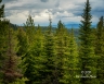 Broad Scope (Montana-30)