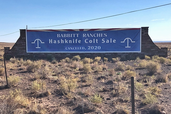Colt Sale (Arizona-42)