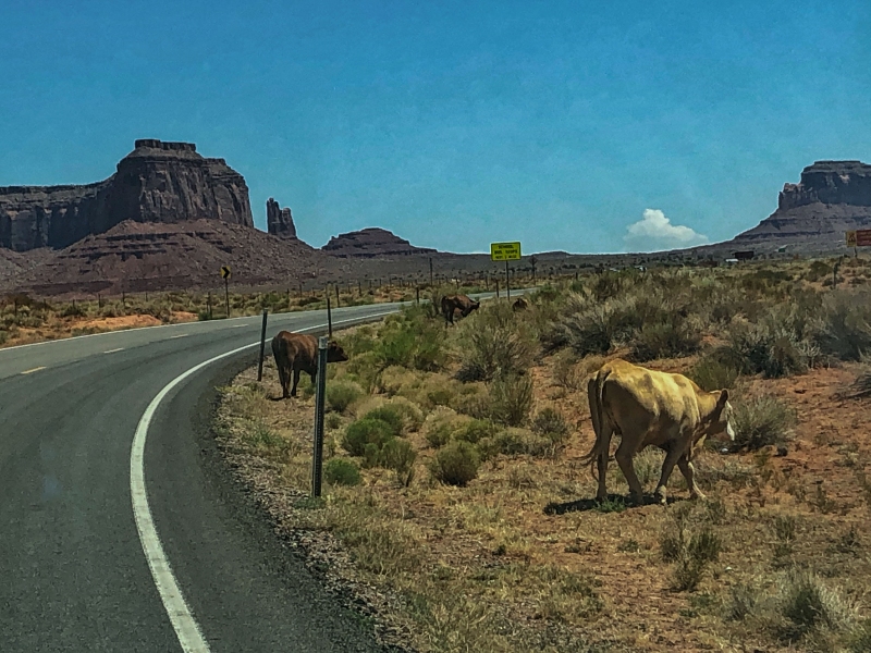 Cattle (Arizona-42)