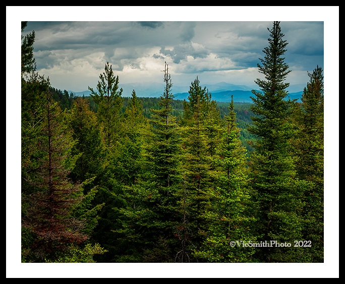 Rocky Mtn  Forest (Montana-30)