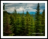 Rocky Mtn  Forest (Montana-30)
