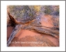 Dry Wood (VermilionCliffs-34)
