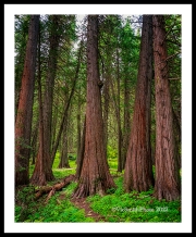 GFX__DSF2085a2207adv_web2Wf