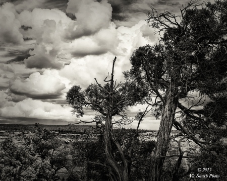 Defiance Plateau (Arizona-16)