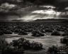 40 Mile Desert (Nevada-16)
